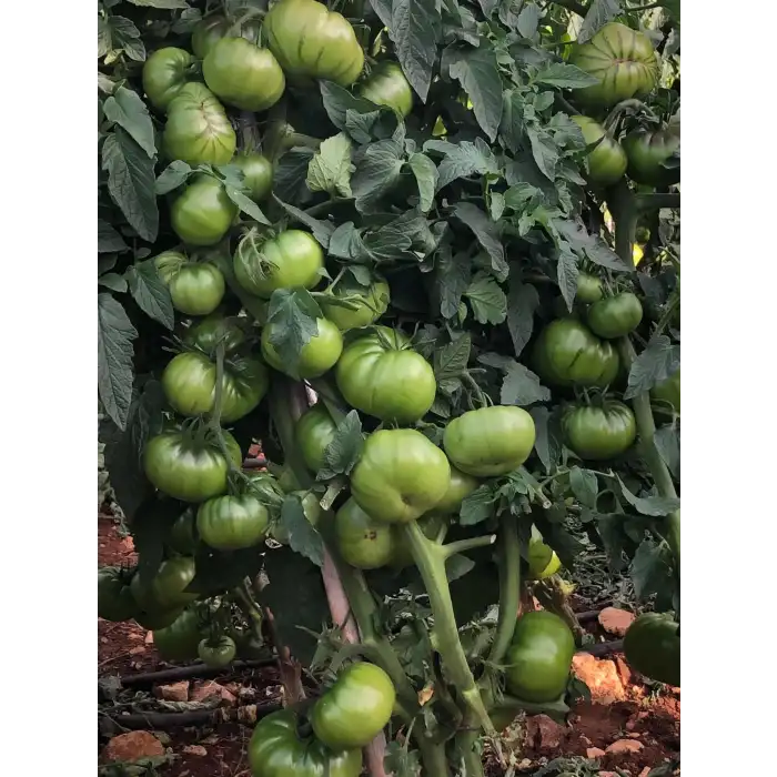 Arvallı (ND-58) F1 Köy Domates Fidesi