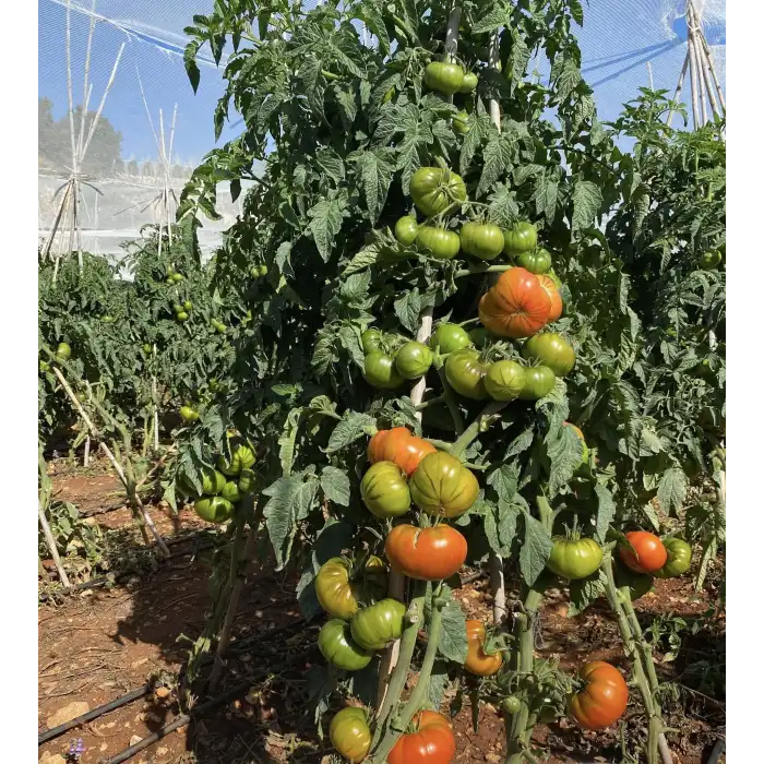 Arvallı (ND-58) F1 Köy Domates Fidesi