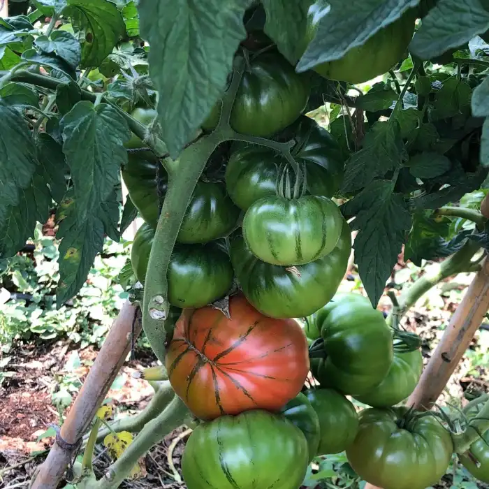 Arvallı (ND-58) F1 Köy Domates Fidesi