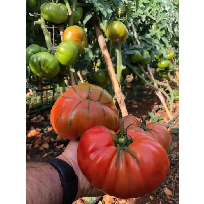 Arvallı (ND-58) F1 Köy Domates Fidesi