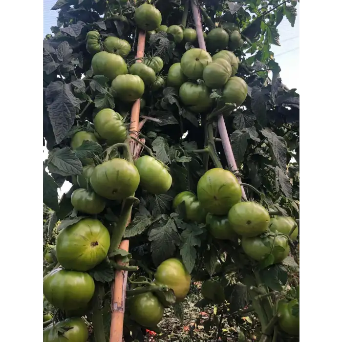 Arvallı (ND-58) F1 Köy Domates Fidesi