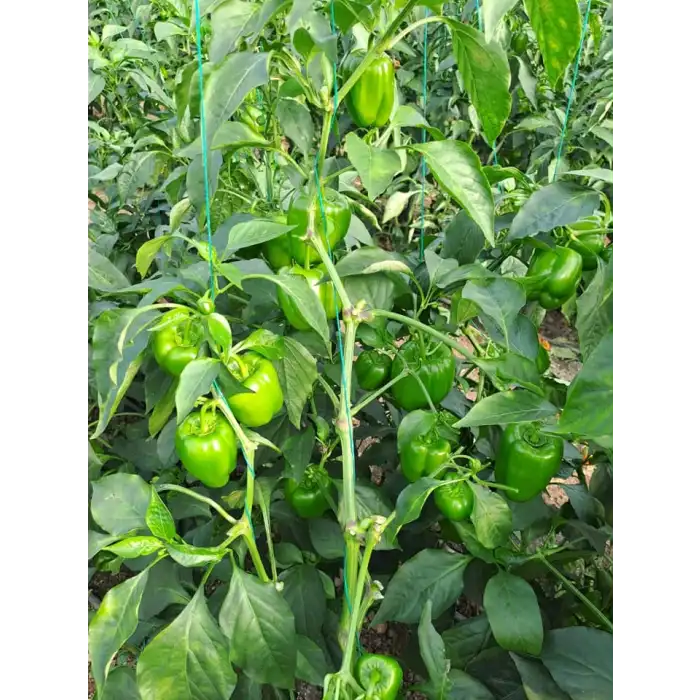 AS 777 F1 (Kasırga Tipi) Dolma Biber Fidesi