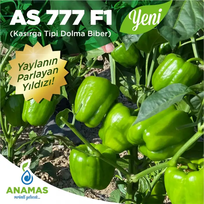 AS 777 F1 (Kasırga Tipi) Dolma Biber Fidesi