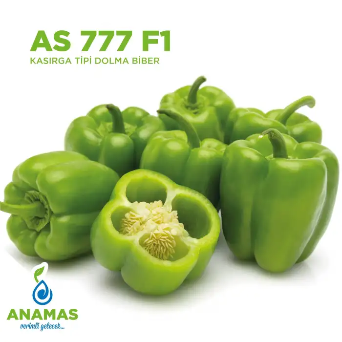 AS 777 F1 (Kasırga Tipi) Dolma Biber Fidesi