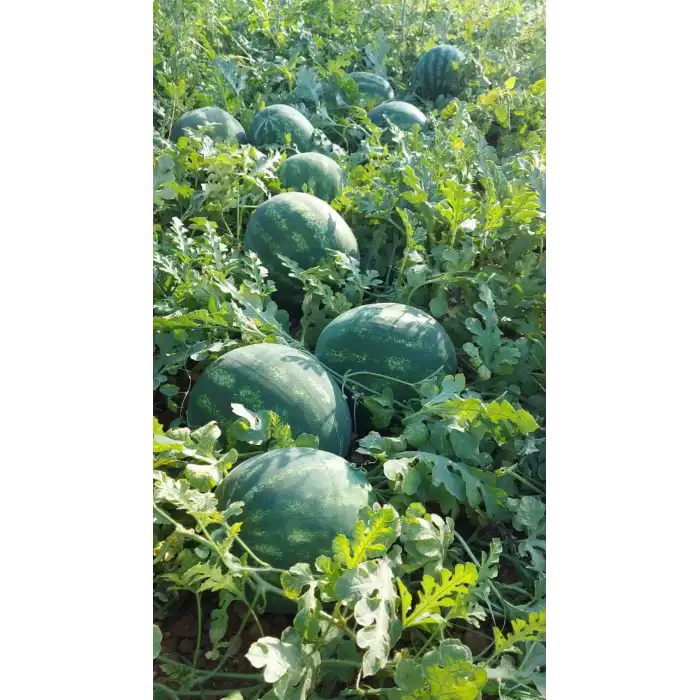Aşılı Armanty F1 Karpuz Fidesi
