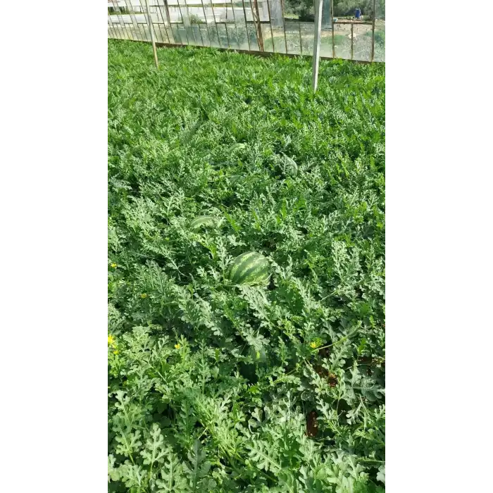 Aşılı Armanty F1 Karpuz Fidesi