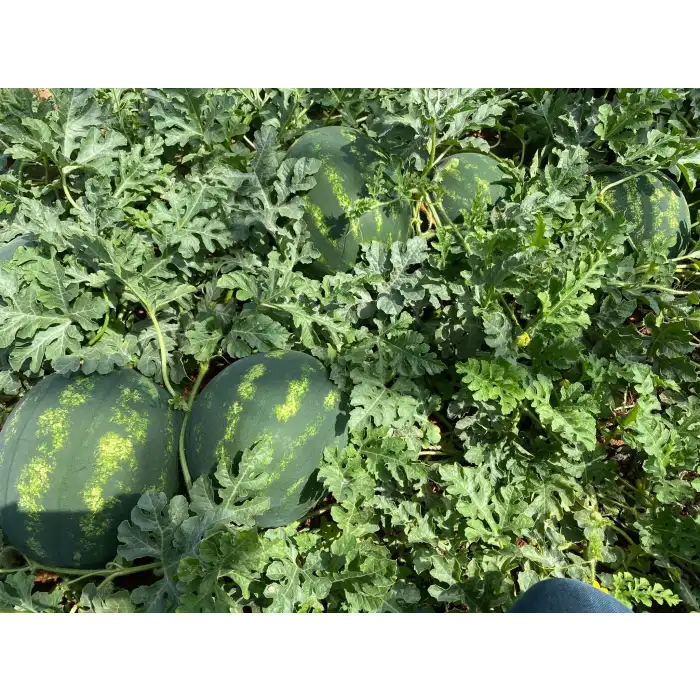 Aşılı Armanty F1 Karpuz Fidesi