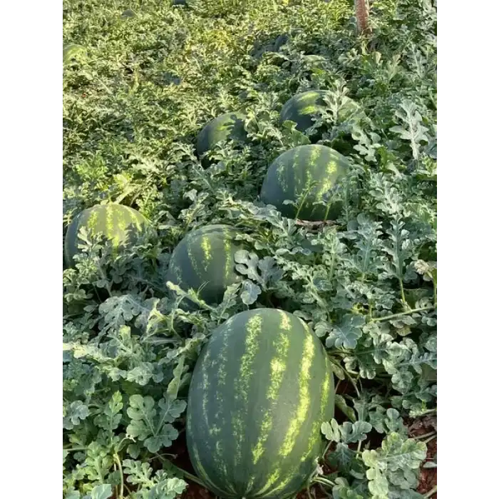 Aşılı Armanty F1 Karpuz Fidesi