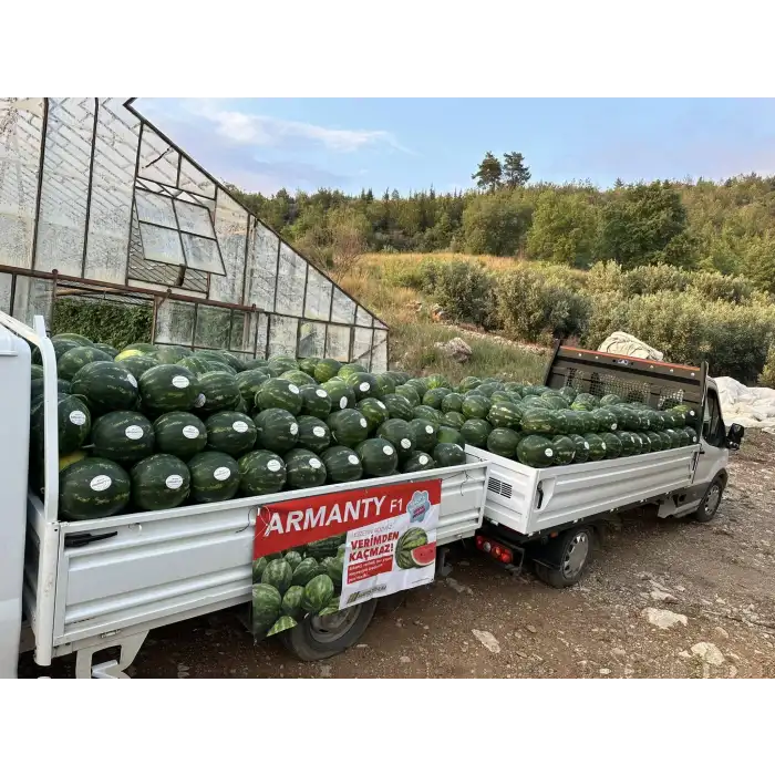 Aşılı Armanty F1 Karpuz Fidesi
