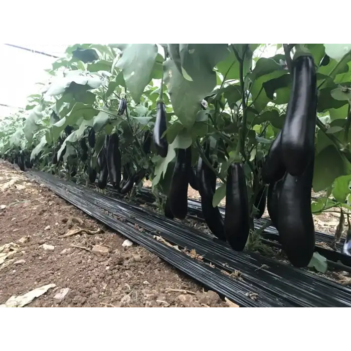 Aşılı Berceste F1 Patlıcan Fidesi