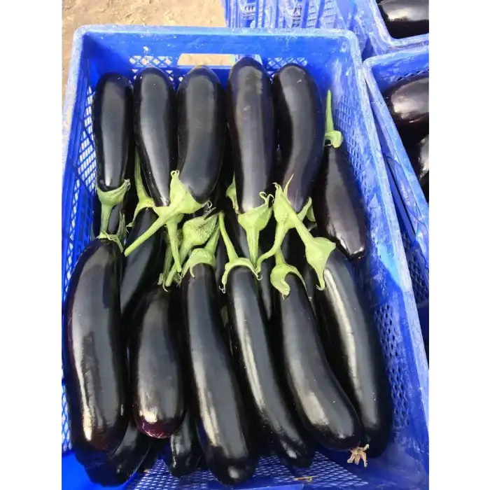 Aşılı Berceste F1 Patlıcan Fidesi