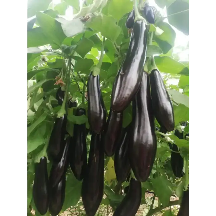 Aşılı Berceste F1 Patlıcan Fidesi