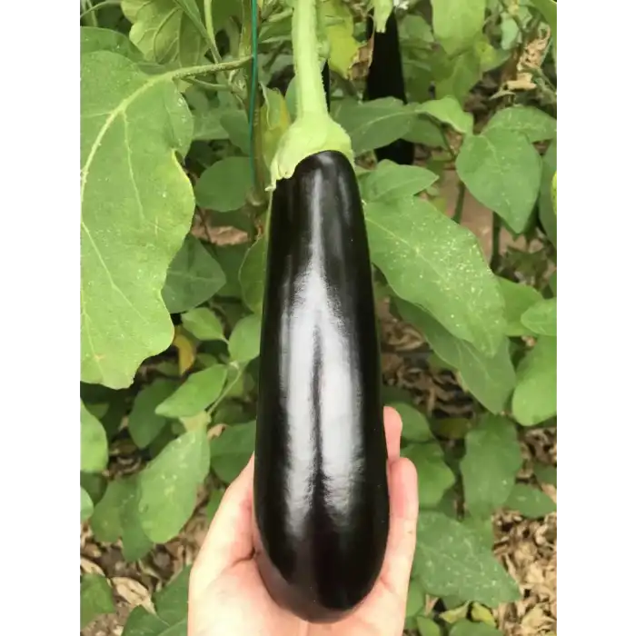 Aşılı Berceste F1 Patlıcan Fidesi