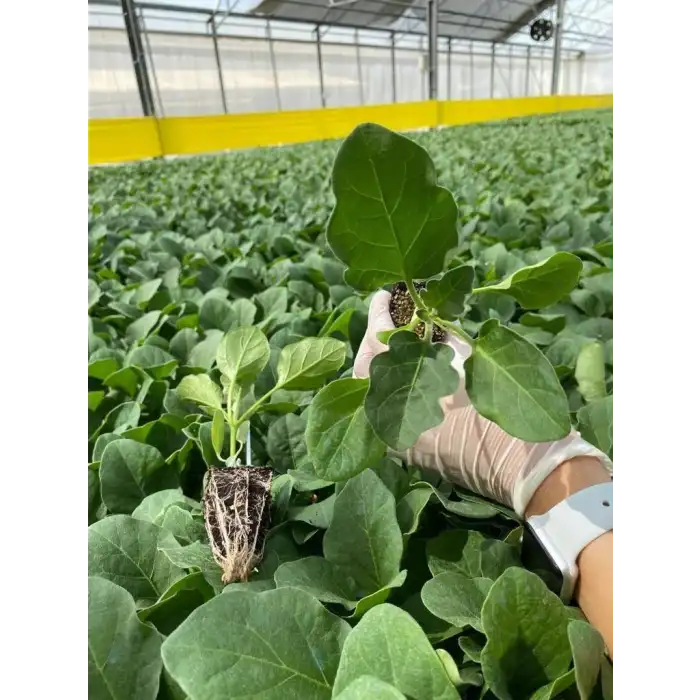 Aşılı Fide Hobi Seti 98 Adet