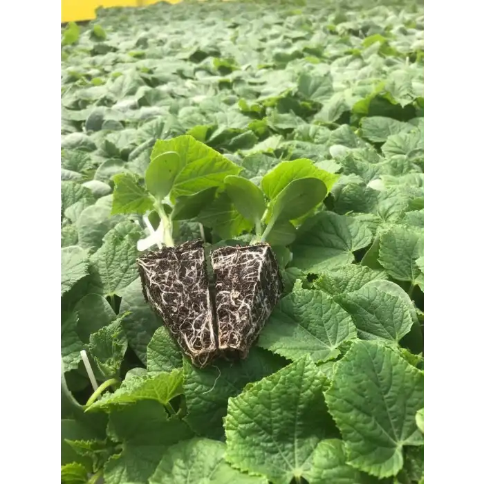 Aşılı Fide Hobi Seti 98 Adet