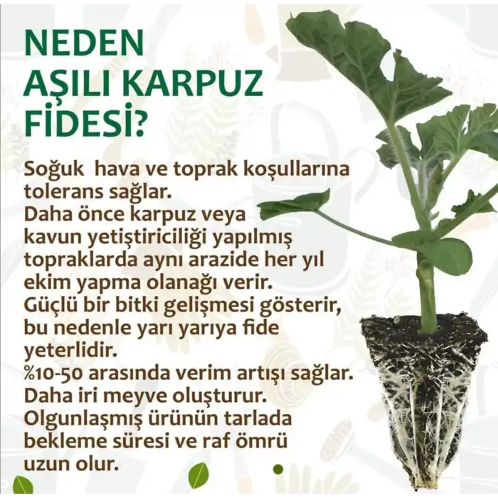 Aşılı Fide Hobi Seti 98 Adet