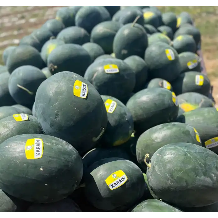 Aşılı Karain F1 Siyah Karpuz Fidesi