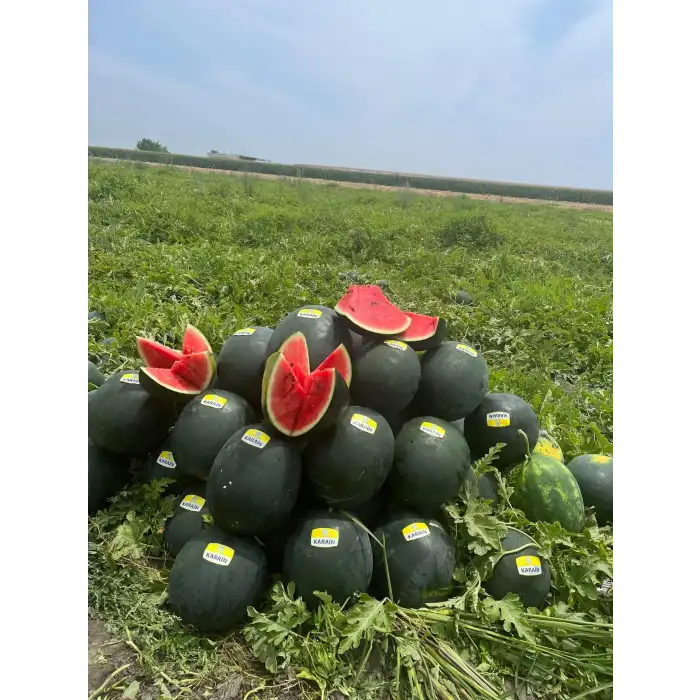 Aşılı Karain F1 Siyah Karpuz Fidesi