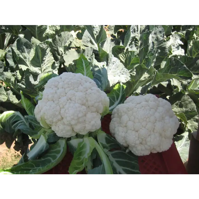 Bahara F1 Karnabahar Fidesi