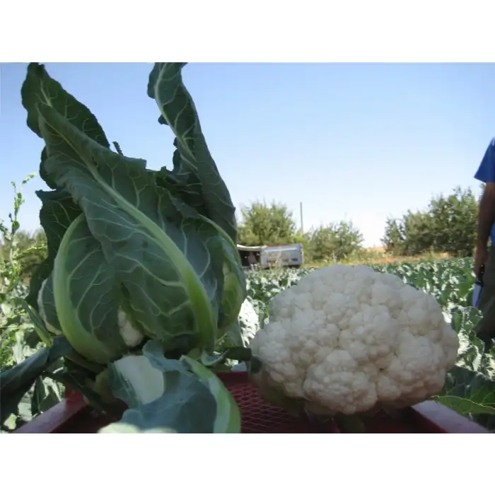 Bahara F1 Karnabahar Fidesi