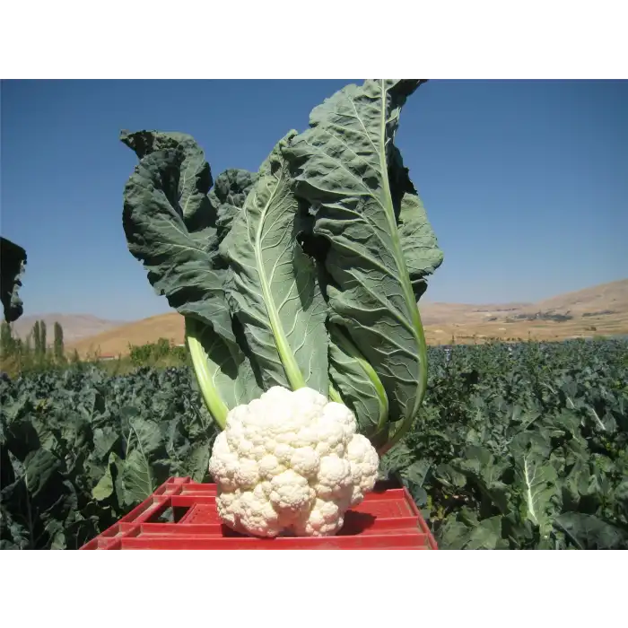 Bahara F1 Karnabahar Fidesi