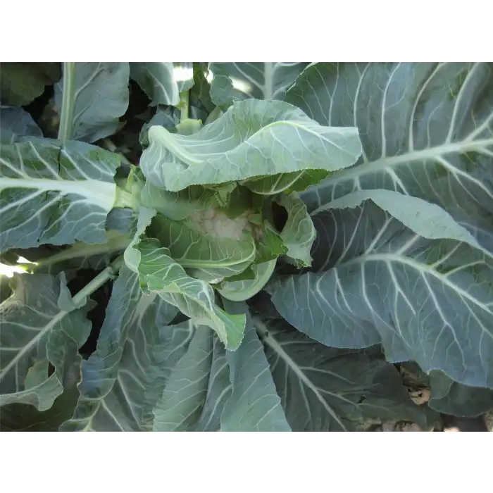 Bahara F1 Karnabahar Tohumu 2.500 Adet