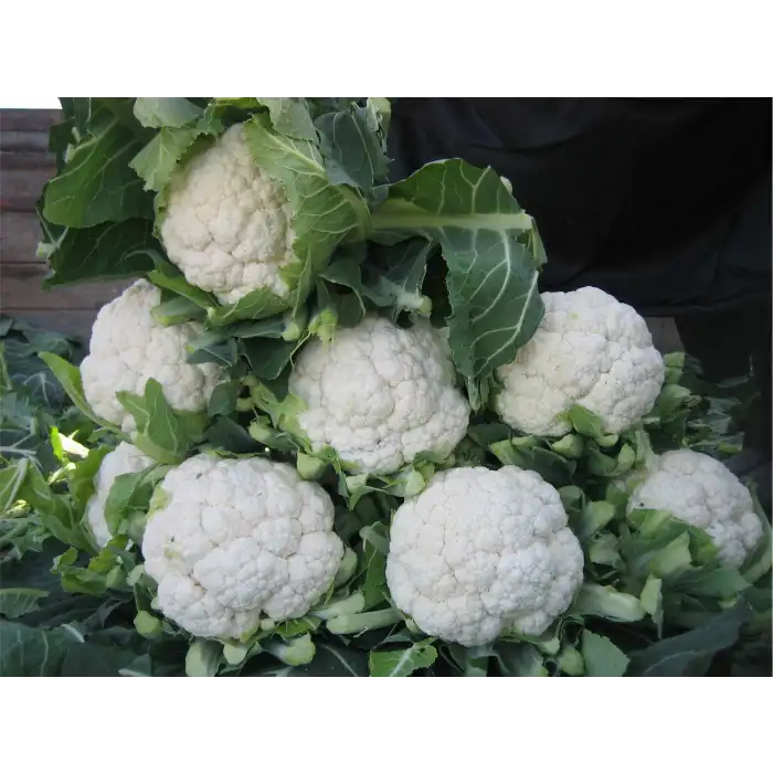 Bahara F1 Karnabahar Tohumu 2.500 Adet