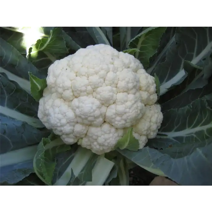 Bahara F1 Karnabahar Tohumu 2.500 Adet