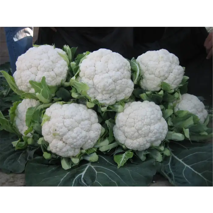 Barcelona F1 Karnabahar Tohumu 2.500 Adet