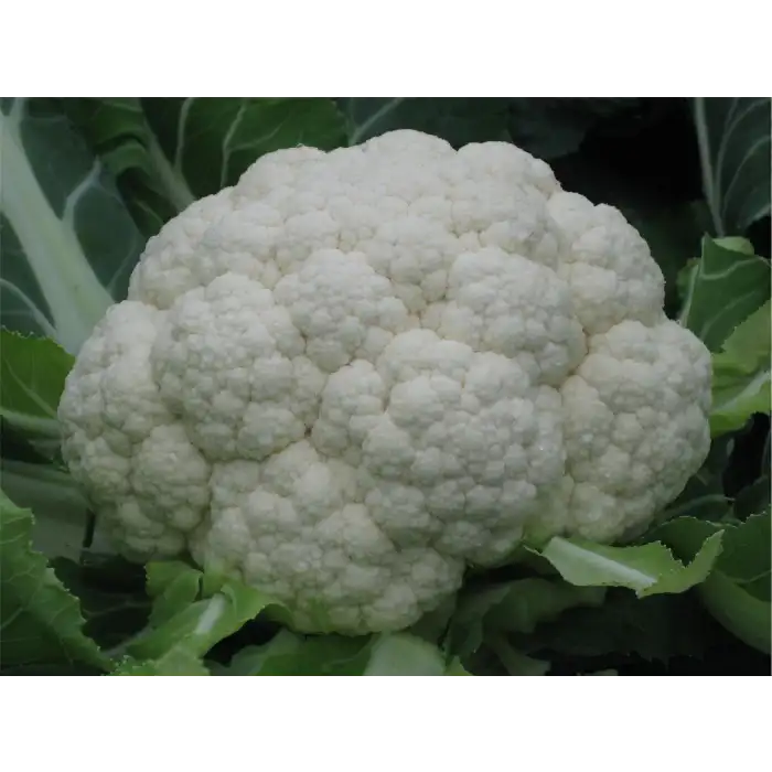 Barcelona F1 Karnabahar Tohumu 2.500 Adet