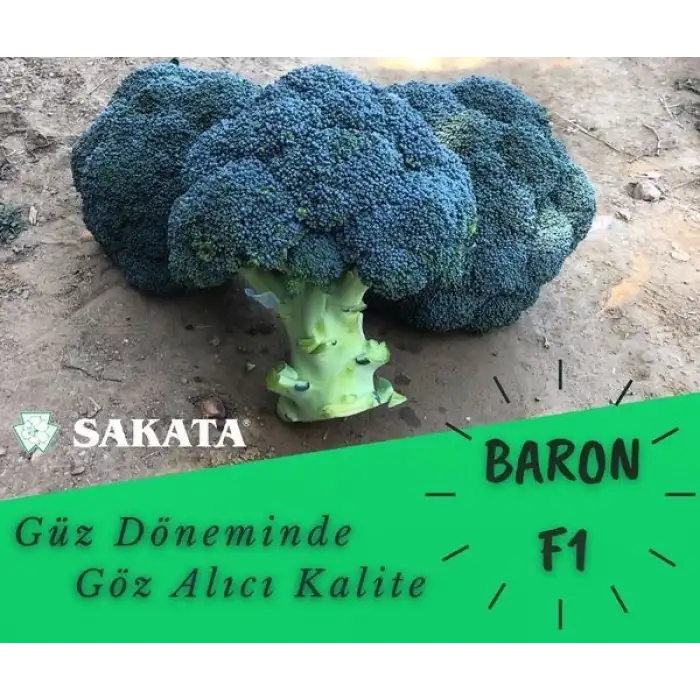 Baron F1 Brokoli 2.500 Adet