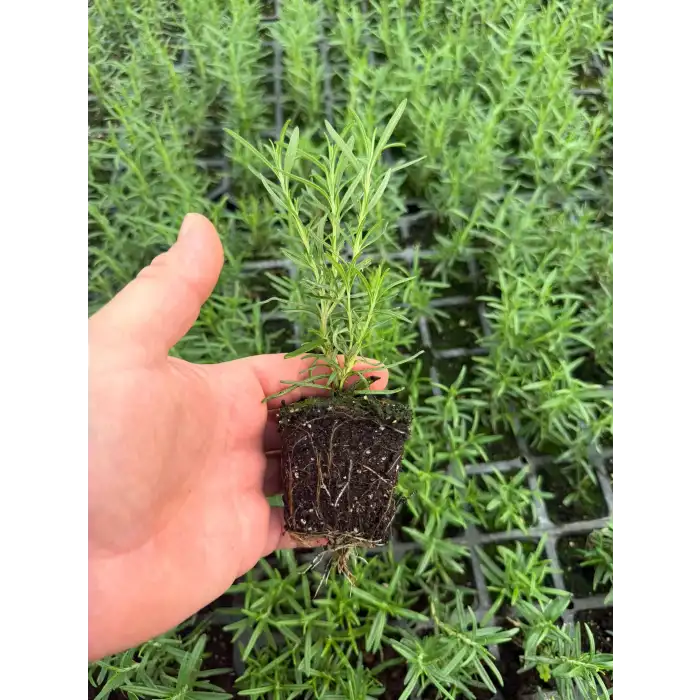 Biberiye Fidesi 48 Adet