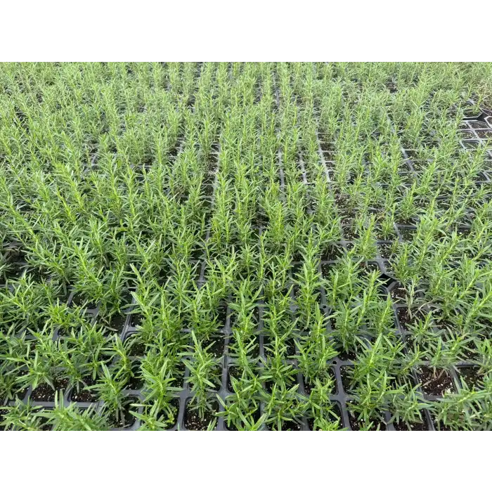 Biberiye Fidesi 48 Adet