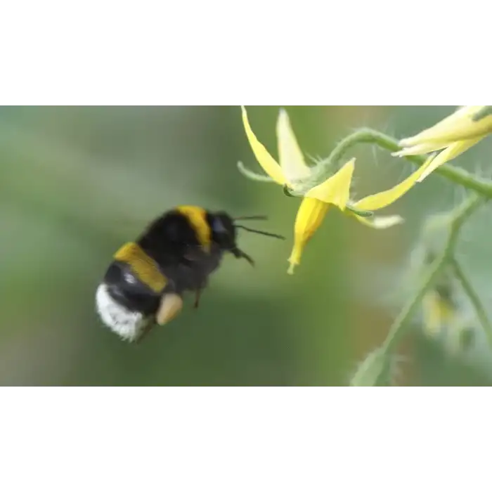 Bombus Arı Kovanı