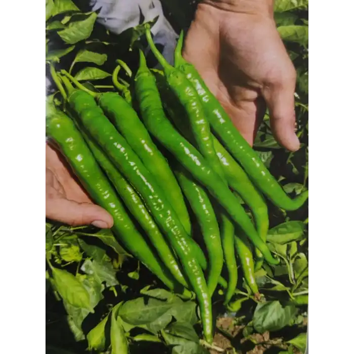 BT 16-55 F1 Tatlı Sivri Biber Fidesi