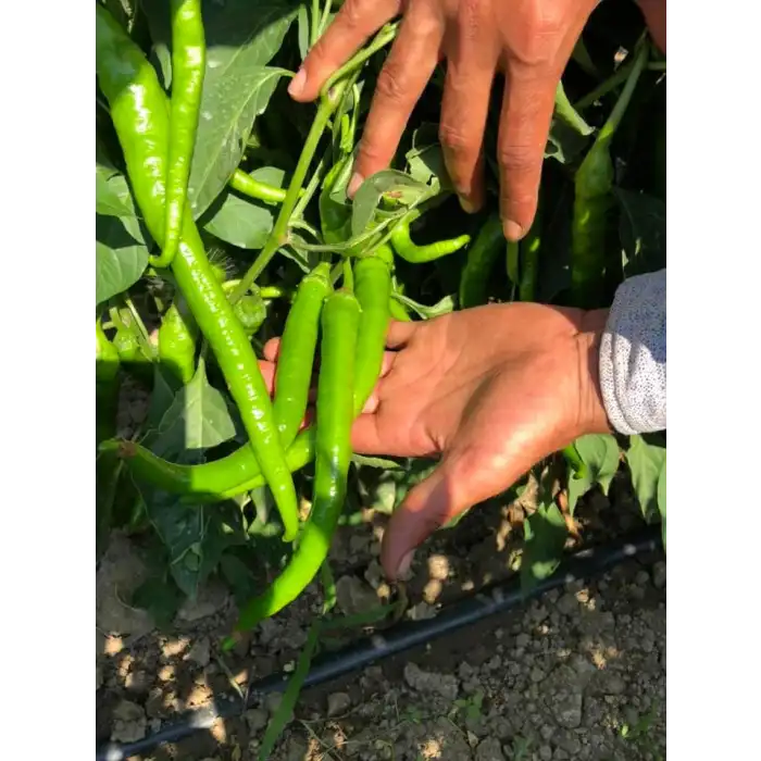 BT 1655 F1 Tatlı Sivri Biber Fidesi