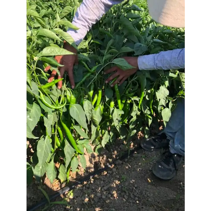 BT 1655 F1 Tatlı Sivri Biber Fidesi