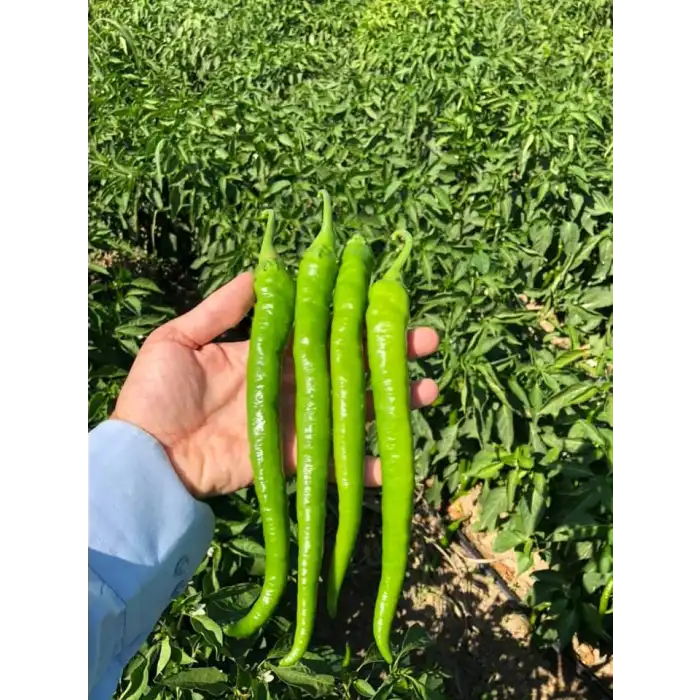 BT 1655 F1 Tatlı Sivri Biber Fidesi