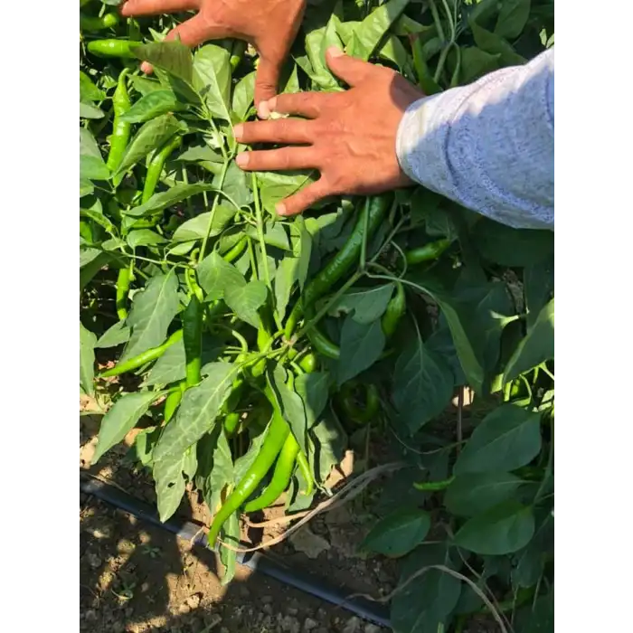 BT 1655 F1 Tatlı Sivri Biber Fidesi