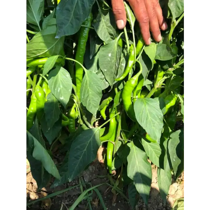 BT 1655 F1 Tatlı Sivri Biber Fidesi