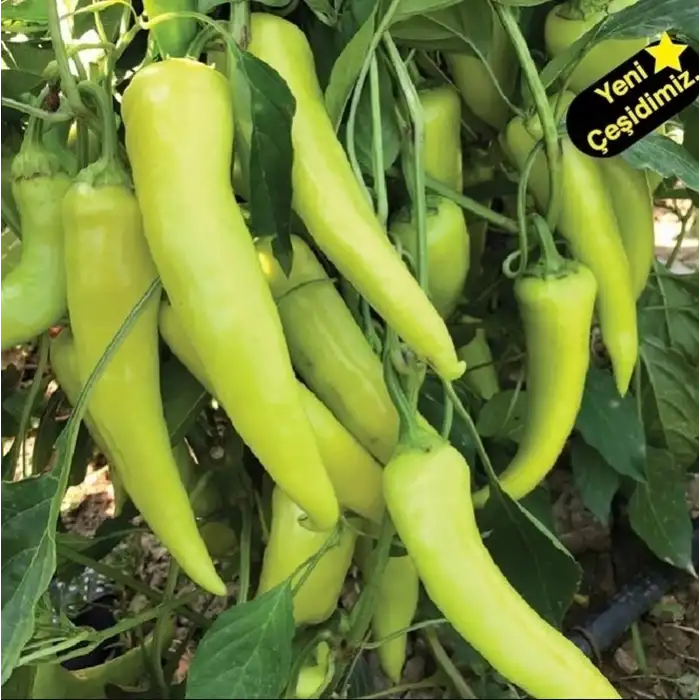 BT 1690 F1 Çarliston Biber  Fidesi