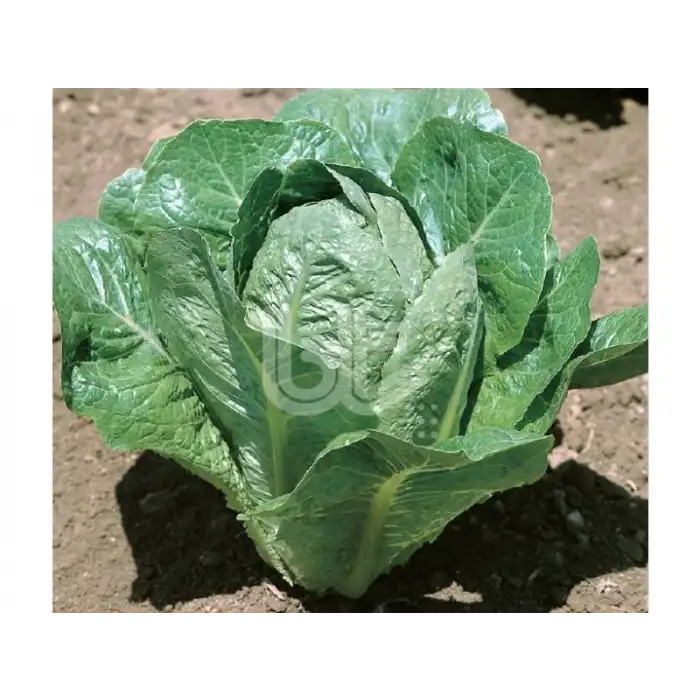 BT 5701 Yedikule Marul Tohumu 10 Gr