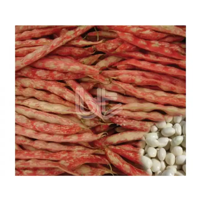 BT Antunya Beyaz Daneli Barbunya Tohumu