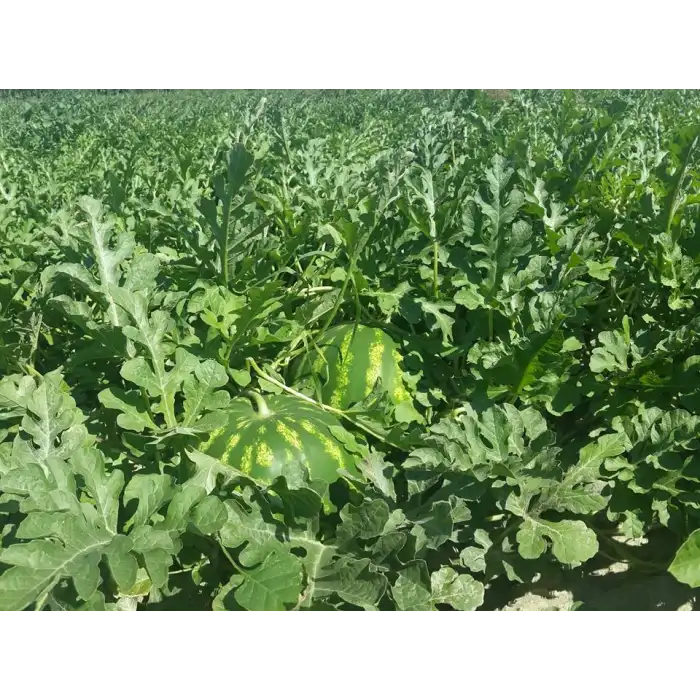 BT Au Producer Karpuz Fidesi