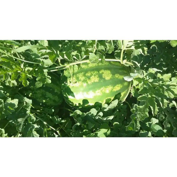 BT Au Producer Karpuz Fidesi