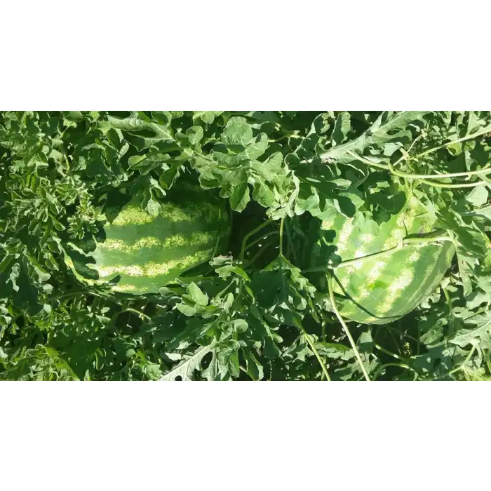 BT Au Producer Karpuz Fidesi