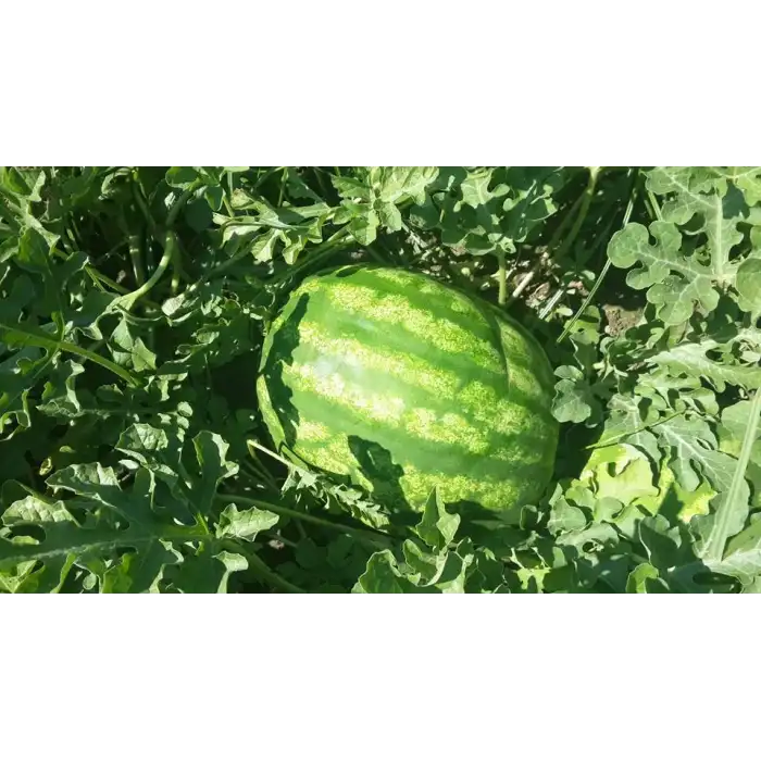 BT Au Producer Karpuz Fidesi