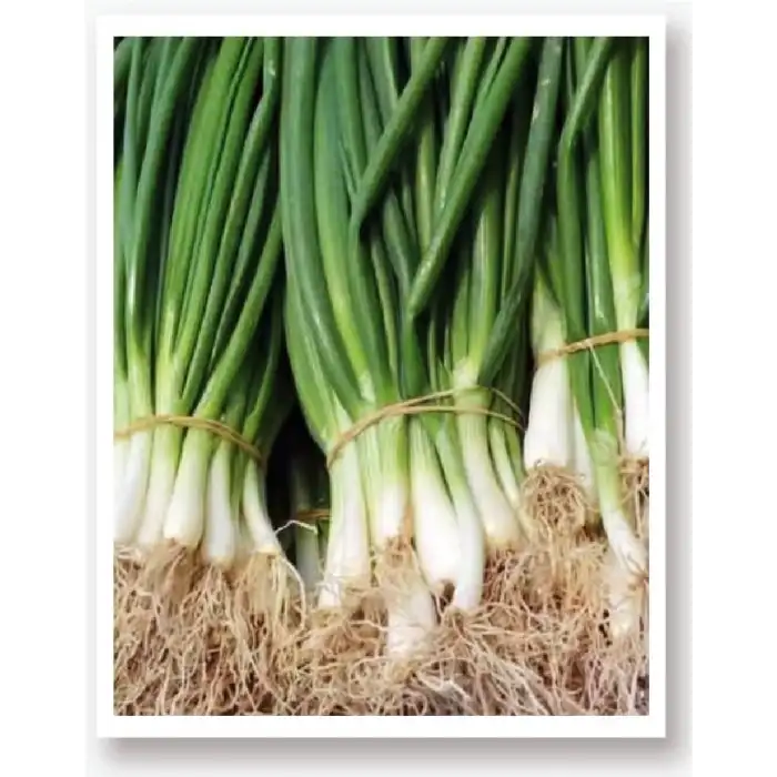 BT Burbilek Taze Soğan Tohumu