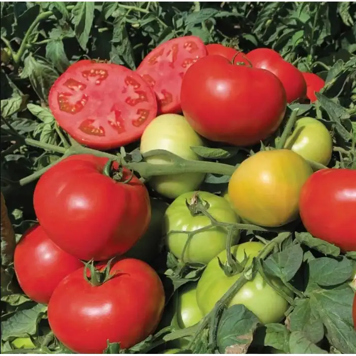 BT Efekan F1 Oturak Domates Fidesi