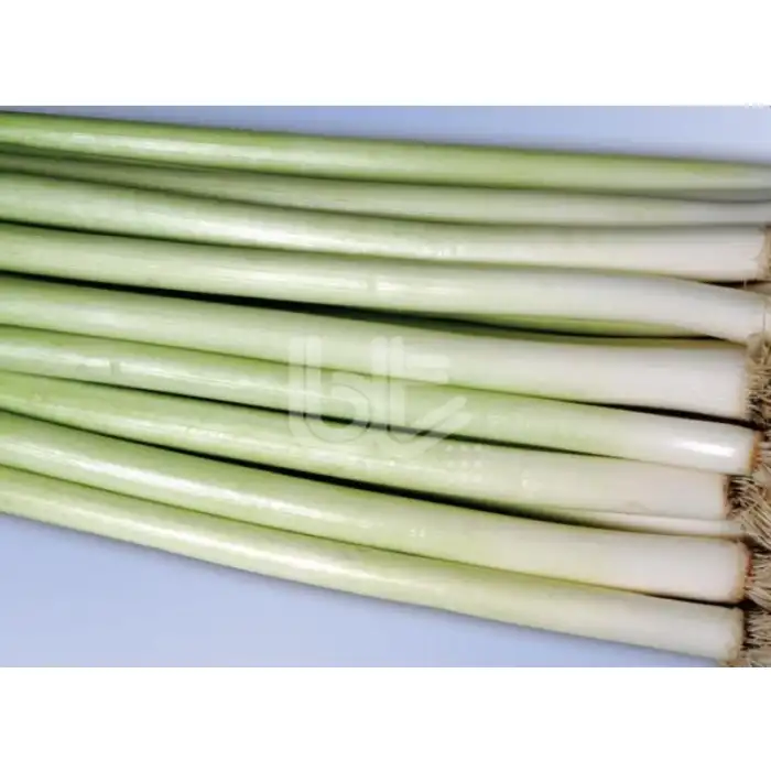 BT Hotanlı Pırasa Tohumu 10 Gr.